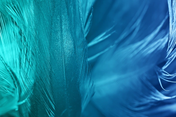 Blue and turquoise feathers