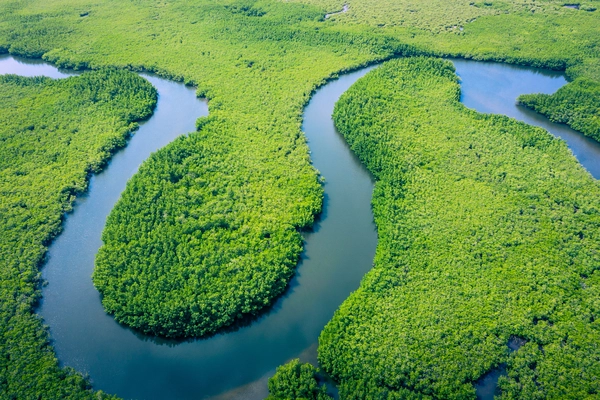 Image of amazon surrounded by green area and forest